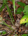 Manhart's sedge